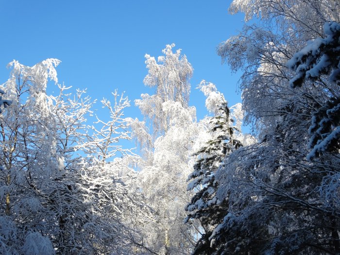 Träd täckta med snö mot en klarblå himmel i solsken