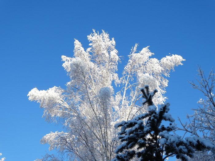 Träd täckta med snö mot en klarblå himmel på en solig vinterdag.
