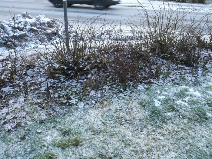 Vanskött häck med nya skott och snötäckt gräs vid vinter.