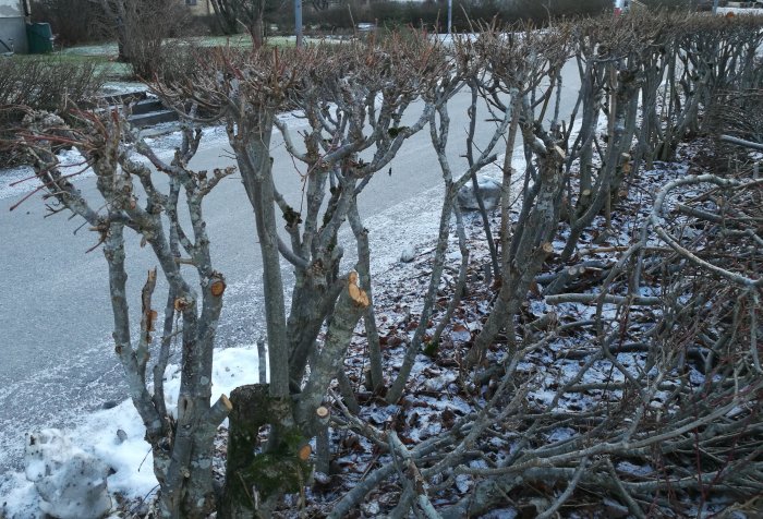 Beskuren häck med kala grenar och nya skott vid marken, intill en trottoar med snörester.
