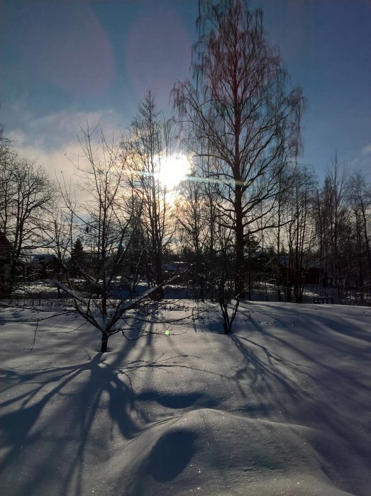 Vinterlandskap med solen lågt på himlen och träd som kastar skuggor över snötäckt mark.