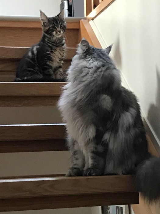 Maine Coon-katt på en trappa vänder sig mot en annan katt som sitter och ser på.