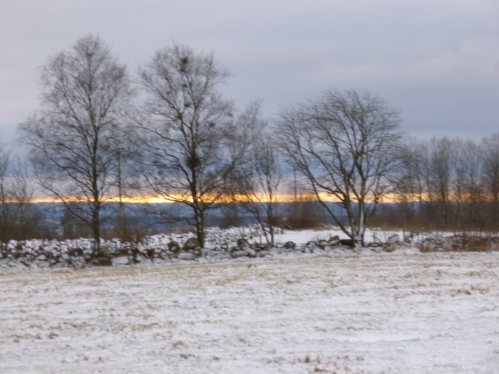 Vinterscen med blek sol bakom träd vid Hallandsåsen och snötäckt mark.