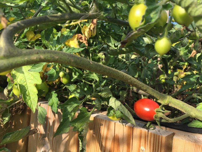 Mogna och omogna tomater på plant i odlingsbänk, grön lövverk i bakgrunden.