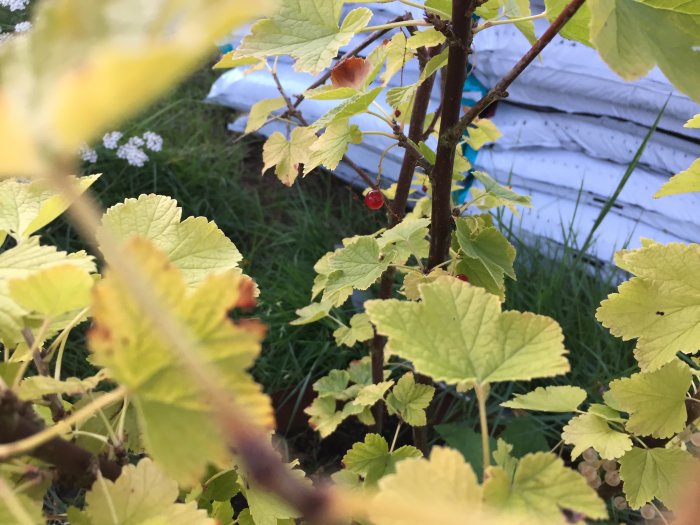 Närbild på vinbärsbuske med gröna blad och några mogna röda vinbär i fokus, med suddig bakgrund.