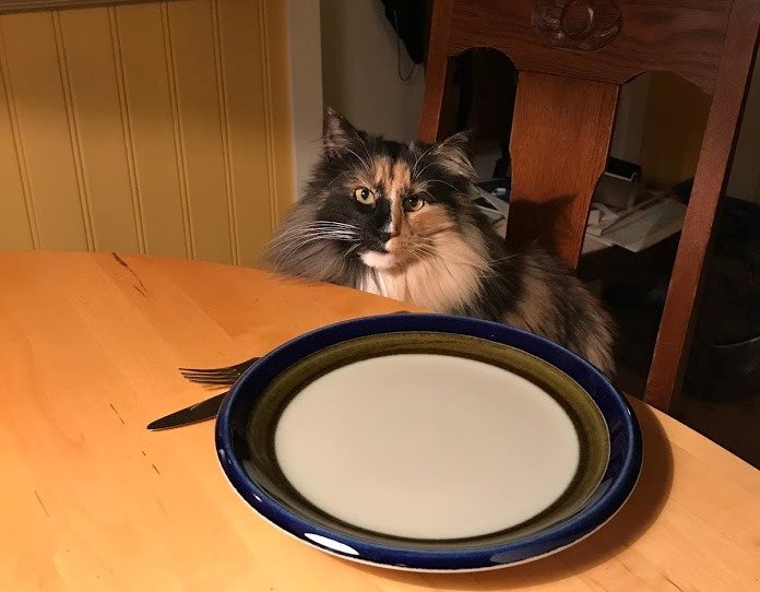 Fluffig trefärgad katt sitter vid köksbord bredvid tom tallrik, ser förväntansfull ut.