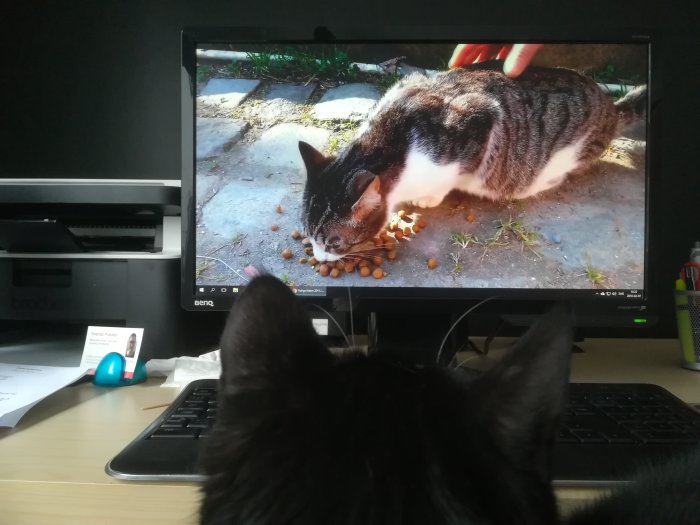 Katt tittar på en dataskärm som visar en bild av en annan katt som äter.