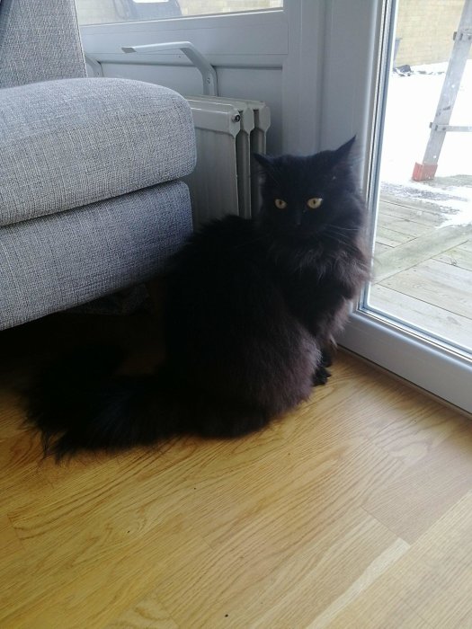 En svart katt av blandade raser som ser ut genom ett fönster.