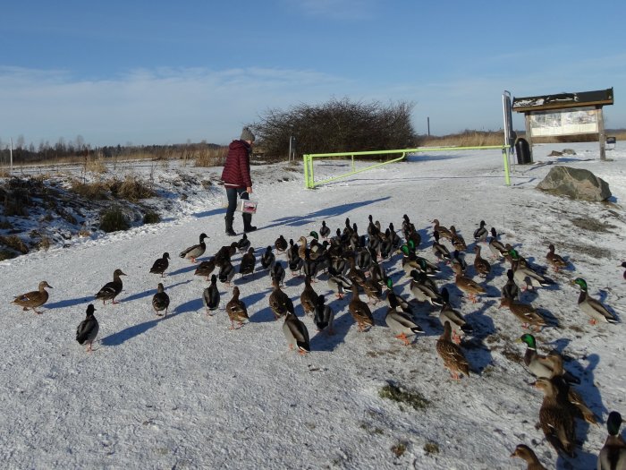 Person i vinterkläder omgiven av änder på snöbelagd mark vid våtmark.