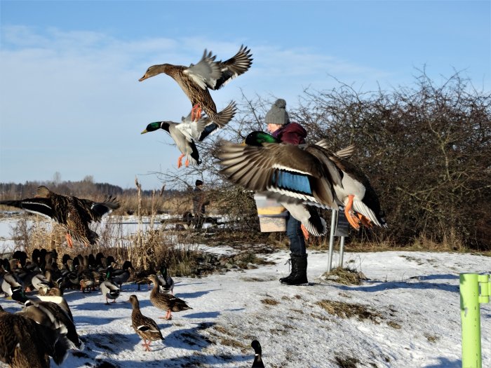 En person omgiven av hungriga änder, några är i flykt, på en snötäckt våtmark.