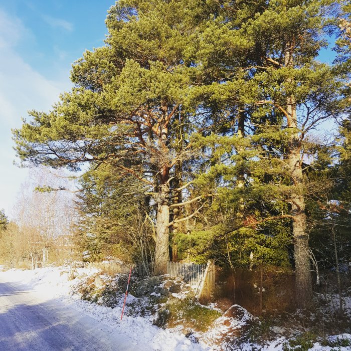 Soligt vinterlandskap med snöbeklädd väg och gröna tallar mot klarblå himmel.