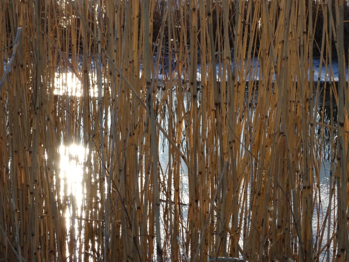Solljus som reflekteras i en bäverdamms våtmark bakom ett täcke av vass i februari.