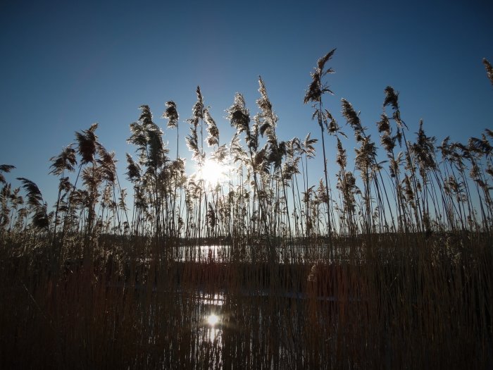 Soligt vasslandskap vid bäverdammen i en våtmark under februari.