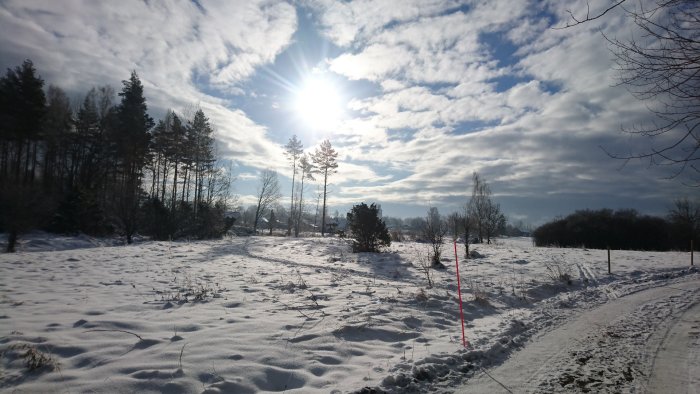 Vinterlandskap med snö, sol och träd nära Söderköping.