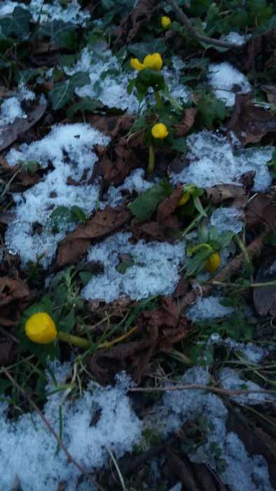 Vintergäck som blommar genom smältande snö och löv på marken.