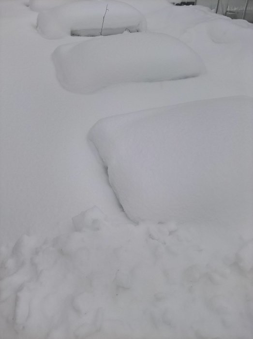 Odlingslådor täckta av tjockt snötäcke med spår av smältning.
