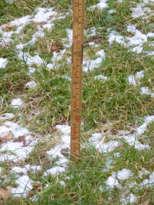 Ett måttband står upprätt i gräs med snöfläckar för att visa markhöjd eller djup.