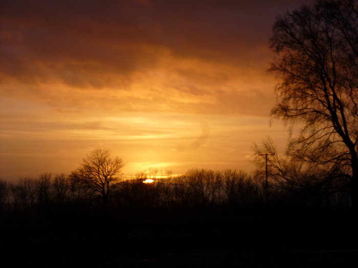 Solnedgång med orange himmel och silhuetter av träd och buskar.
