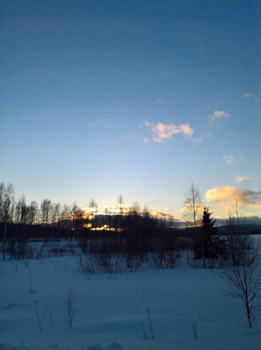 Vinterlandskap med snötäckt mark, träd och moln som liknar berg i horisonten vid solnedgång.