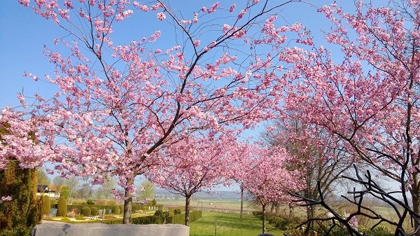 Blommande körsbärsträd mot en klarblå himmel i ett lantligt skånskt landskap.