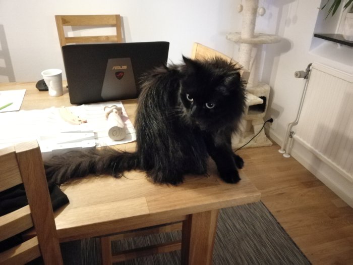 Svart långhårig katt som sitter på ett träbord bredvid en bärbar dator och ser in i kameran.