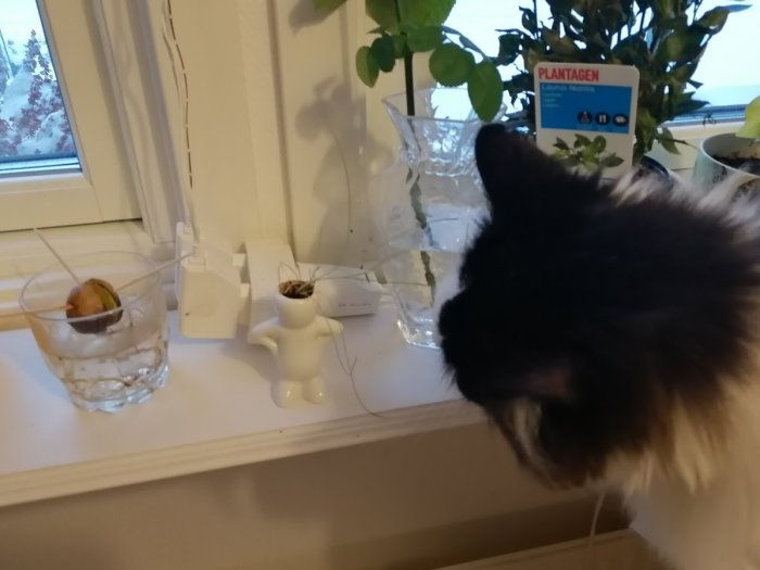 Katt som nosar på en sparsamt beväxt gräslöksgubbe på fönsterbräda.