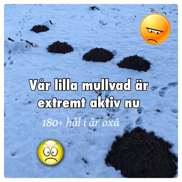 Flertalet mullvadshögar i snötäckt trädgård med arg och ledsen emoji över texten "Vår lilla mullvad är extremt aktiv nu 180+ hål i år oxå".