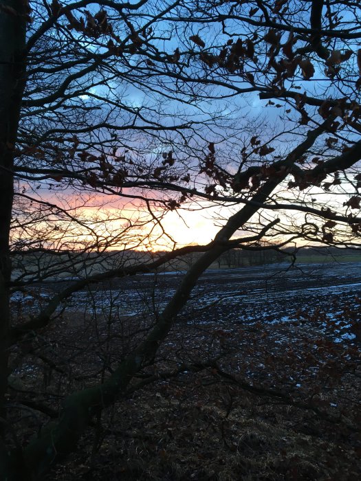 Solnedgång sett genom grenar och löv, med lite snö på marken.