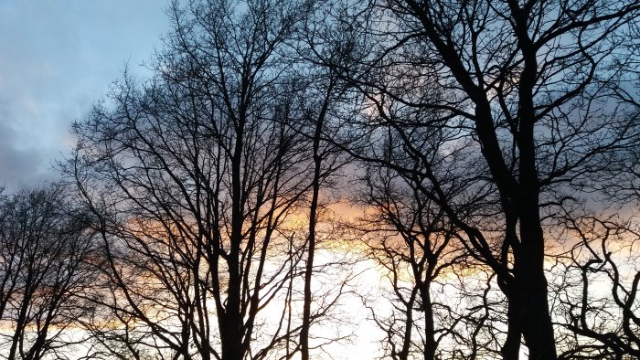 Silhuetter av lövfällande träd mot en solnedgångshimmel med orange och blå nyanser.