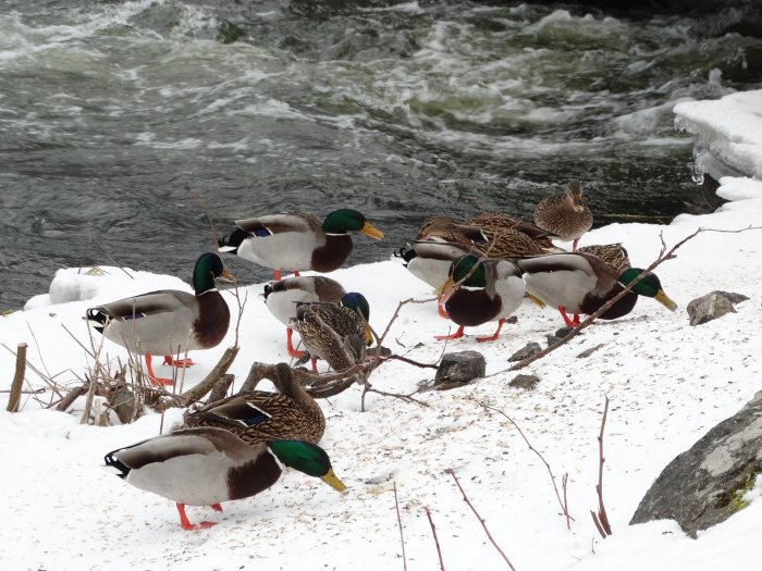 Gräsänder som matar vid snötäckt flodbank med strömmande vatten i bakgrunden