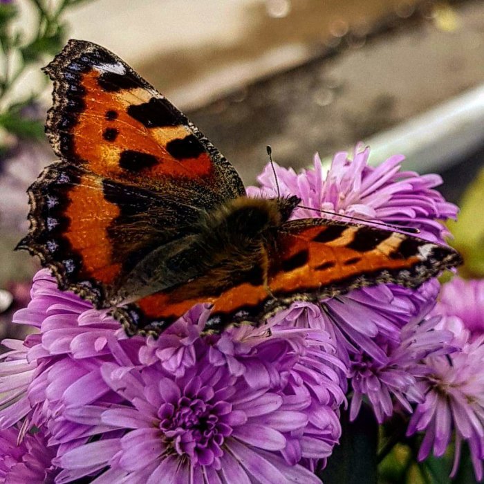 Närbild av en färgglad nässelfjäril som sitter på lila blommor.