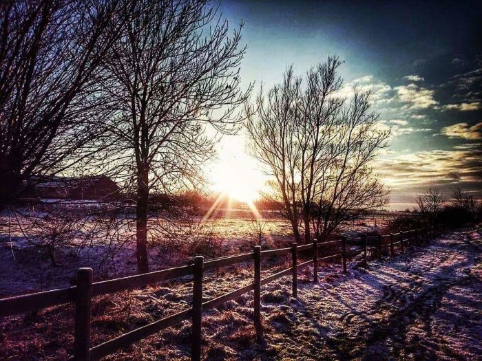 Vintersolnedgång över ett snöigt landskap med träd och ett staket.