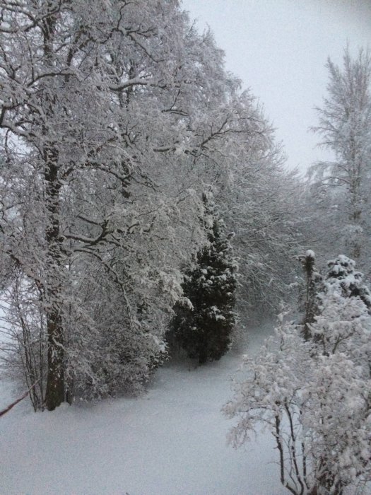 Snötäckt trädgård och träd sett från ett fönster på övervåningen.