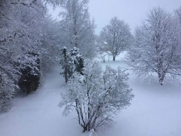 Snötäckt trädgård med olika träd och buskar sett från ett fönster på övervåningen.