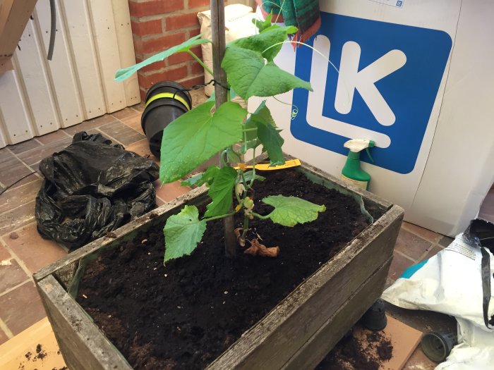 Gurkplanta i träkruka med droppbevattningsslang, inomhus i uterum med oordning runtomkring.