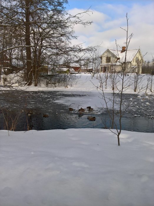 Åar med snö, andar i öppet vatten och en vit husfasad i bakgrunden under halvsoligt väder.