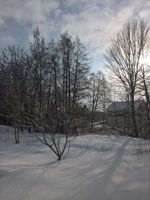 Vinterlandskap med snötäckta äppelträd och snötyngda grenar som börjar lågt, i Dalarna, Sverige.