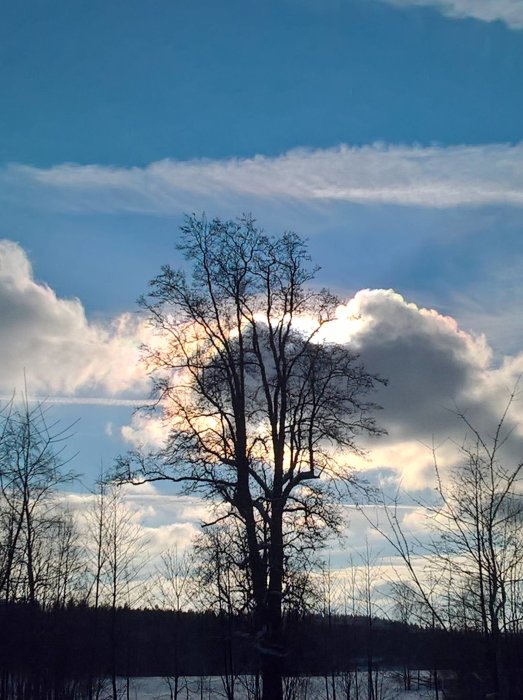 Soligt och kyligt vinterlandskap med ett träd i silhuett och solen bakom moln.