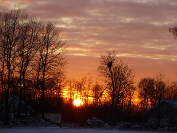 Solnedgång mellan träd och hus med orangefärgad himmel och silhuetter av vindkraftverk i fjärran.