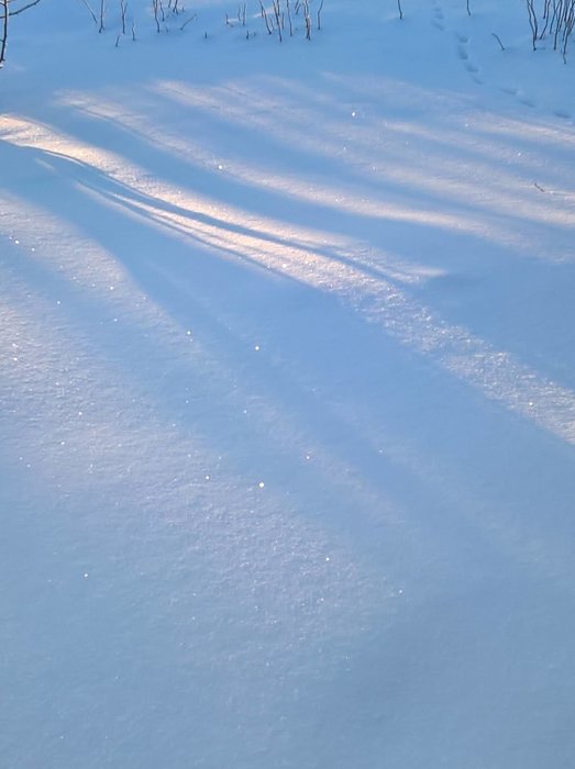 Snöig mark med trädskuggor tidig morgon, klarblå himmel och solsken.