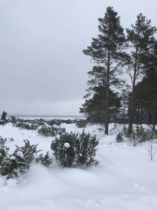 Snötäckt landskap med tallar och buskar under en mulen himmel, ingen snöfall synlig.