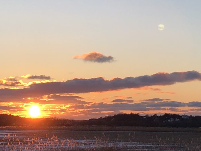 Solnedgång över ett fält med vinterskimmer och silhuetter av träd mot en klar himmel.