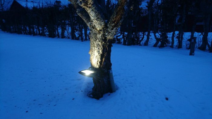 Träd upplyst av en armatur på marken i ett snötäckt landskap under skymningen.