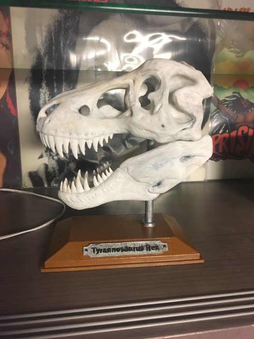 3D-utskriven T-Rex skalle på träfot med märkning "Tyrannosaurus Rex", visad framför suddig hylla.