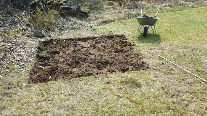 Uppgrävd plats i trädgård förberedd för växthus med skottkärra full av jord och mätsticka på gräset.