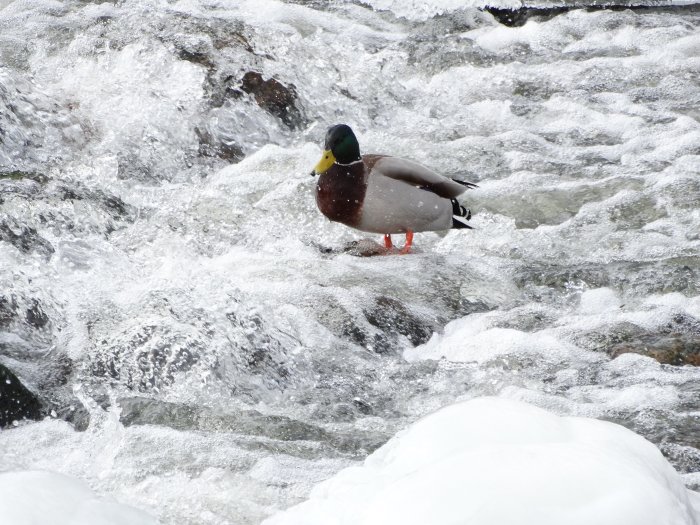 Anka på iskant vid bubbligt, snöomgivet vattendrag.