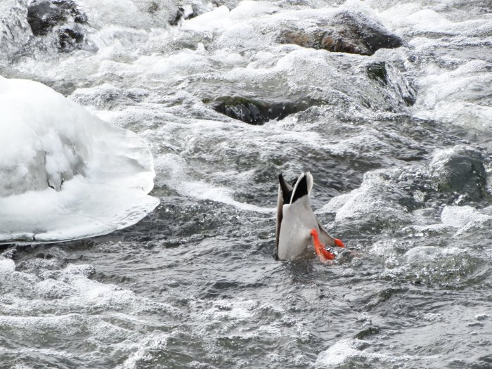 Mallardankas undersida med orange fötter sticker upp ur iskallt vatten vid snöklädd strand.