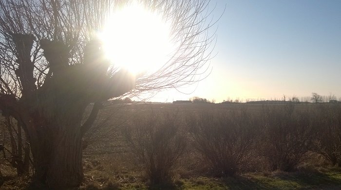 Solig landskapsvy med ett träd i förgrunden och låg vegetation, motljus från solen.