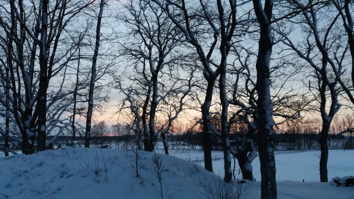 Vinterlandskap med kala träd och snö vid solnedgång, temperaturen är -8 grader Celsius.