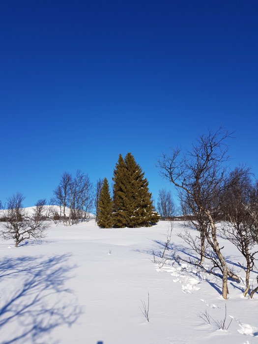 En klar blå himmel över ett snöbeklätt landskap med en ensam gran och några lummiga träd.